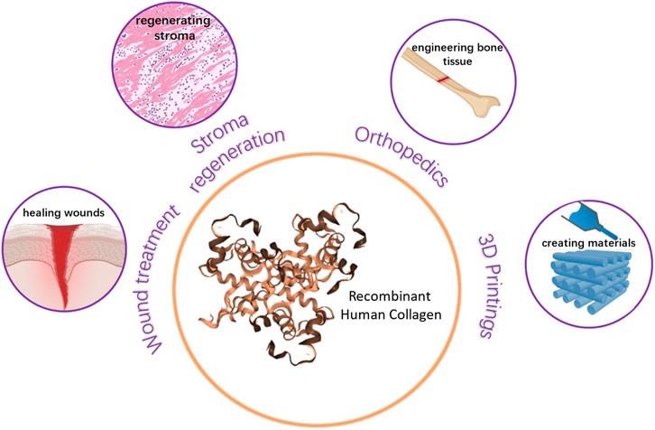 Bacterial Collagen